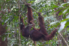 Pongo pygmaeus