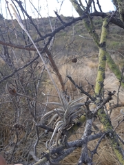 Tillandsia gilliesii