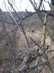 Tillandsia gilliesii