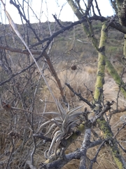 Tillandsia gilliesii