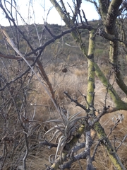 Tillandsia gilliesii