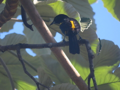 Icterus melanopsis