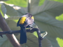 Icterus melanopsis
