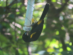 Icterus melanopsis