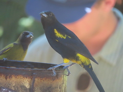 Icterus melanopsis