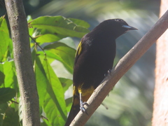 Icterus melanopsis