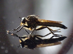 Eutolmus rufibarbis