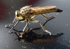 Eutolmus rufibarbis