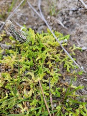 Selaginella eclipes
