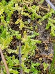 Selaginella eclipes