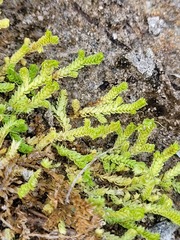 Selaginella eclipes