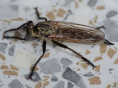 Eutolmus rufibarbis
