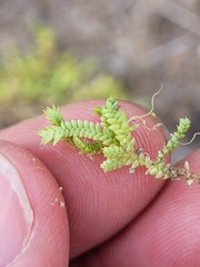 Selaginella eclipes