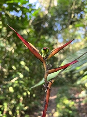 Heliconia hirsuta