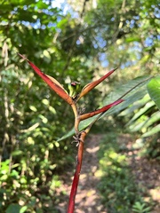 Heliconia hirsuta