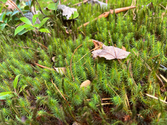 Polytrichum commune