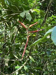 Heliconia hirsuta
