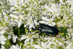 Gaurotes virginea