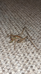 Tettigoniinae