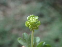 Adoxa moschatellina