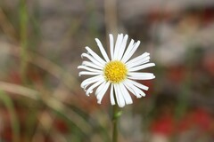 Allittia uliginosa