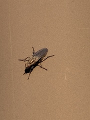 Fucellia