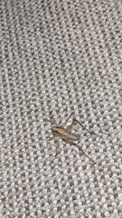 Tettigoniinae