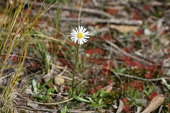 Allittia uliginosa