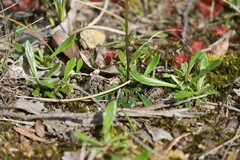 Allittia uliginosa