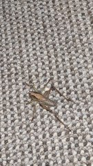 Tettigoniinae