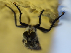 Eutolmus rufibarbis