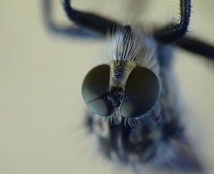 Eutolmus rufibarbis