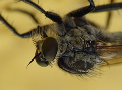Eutolmus rufibarbis