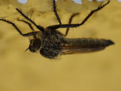 Eutolmus rufibarbis