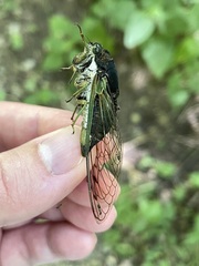 Neotibicen tibicen tibicen