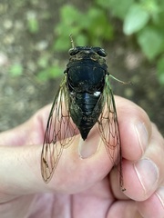 Neotibicen tibicen tibicen