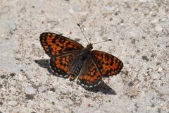 Melitaea trivia