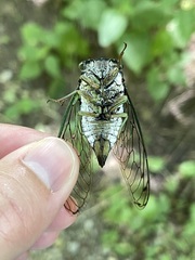 Neotibicen tibicen tibicen