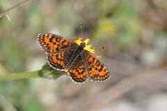Melitaea trivia