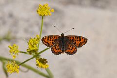 Melitaea trivia
