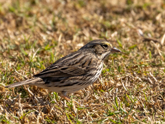 Passerculus sandwichensis beldingi