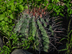 Ferocactus