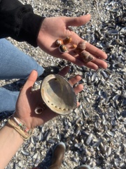 Haliotis cracherodii