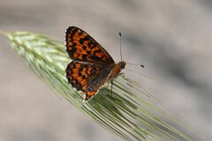 Melitaea trivia
