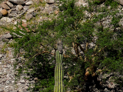 Bubo virginianus elachistus