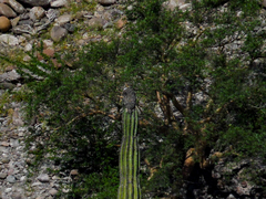 Bubo virginianus elachistus