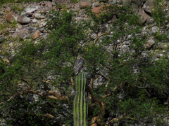 Bubo virginianus elachistus