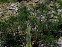 Bubo virginianus elachistus