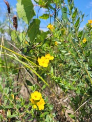Lithospermum caroliniense croceum