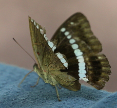Euthalia recta